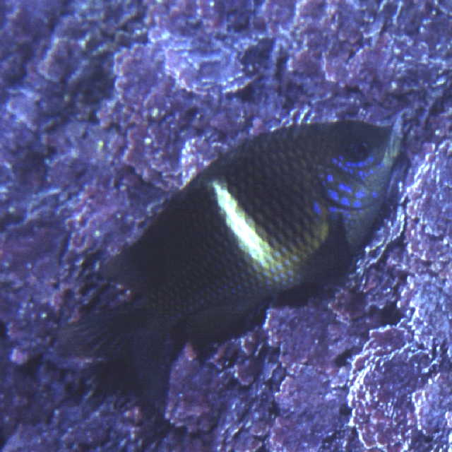 Plectroglyphidodon leucozonus